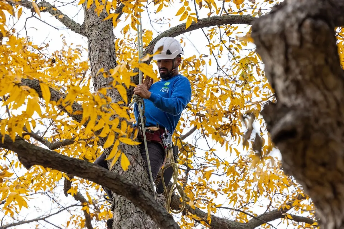 Skilled Tree Pruning crew working in Bishopville